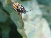 insetto-su-cavolo-1